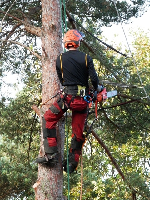 tree-surgeon-gc9a4d4816_640 Tree Trimming