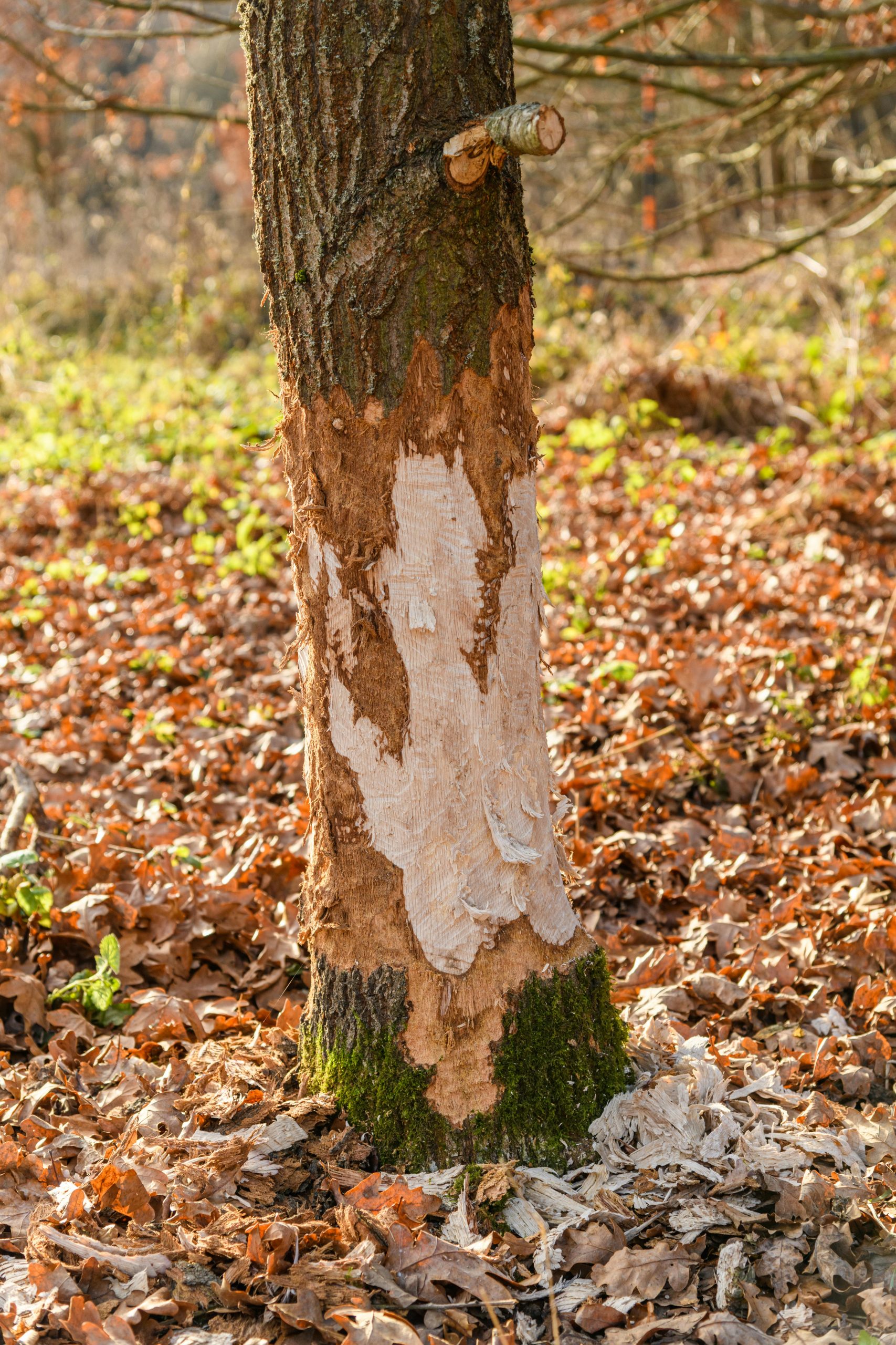 Tree Experts - Tree Damage Tree Experts - Tree Damage