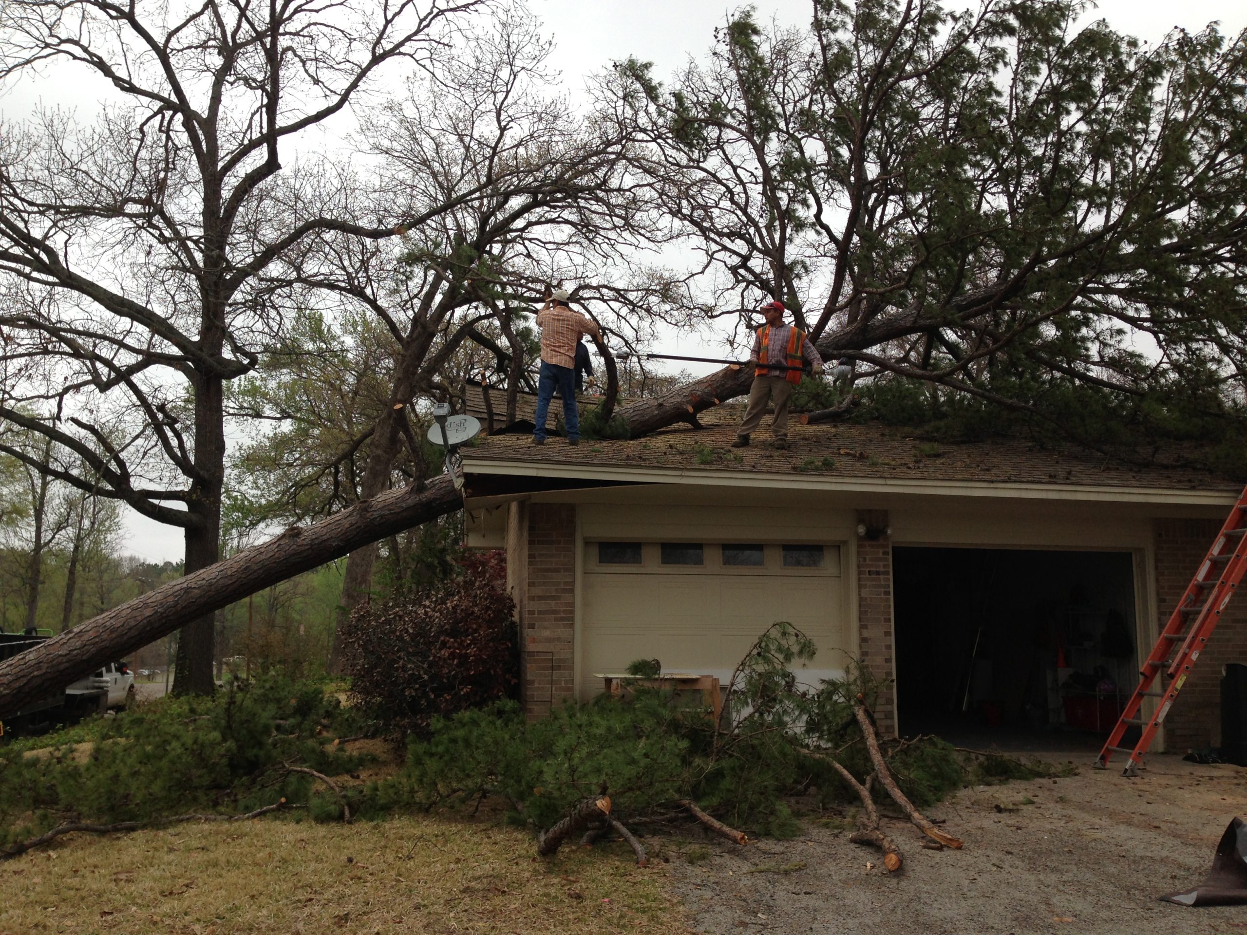 tree-removal Tree Removal