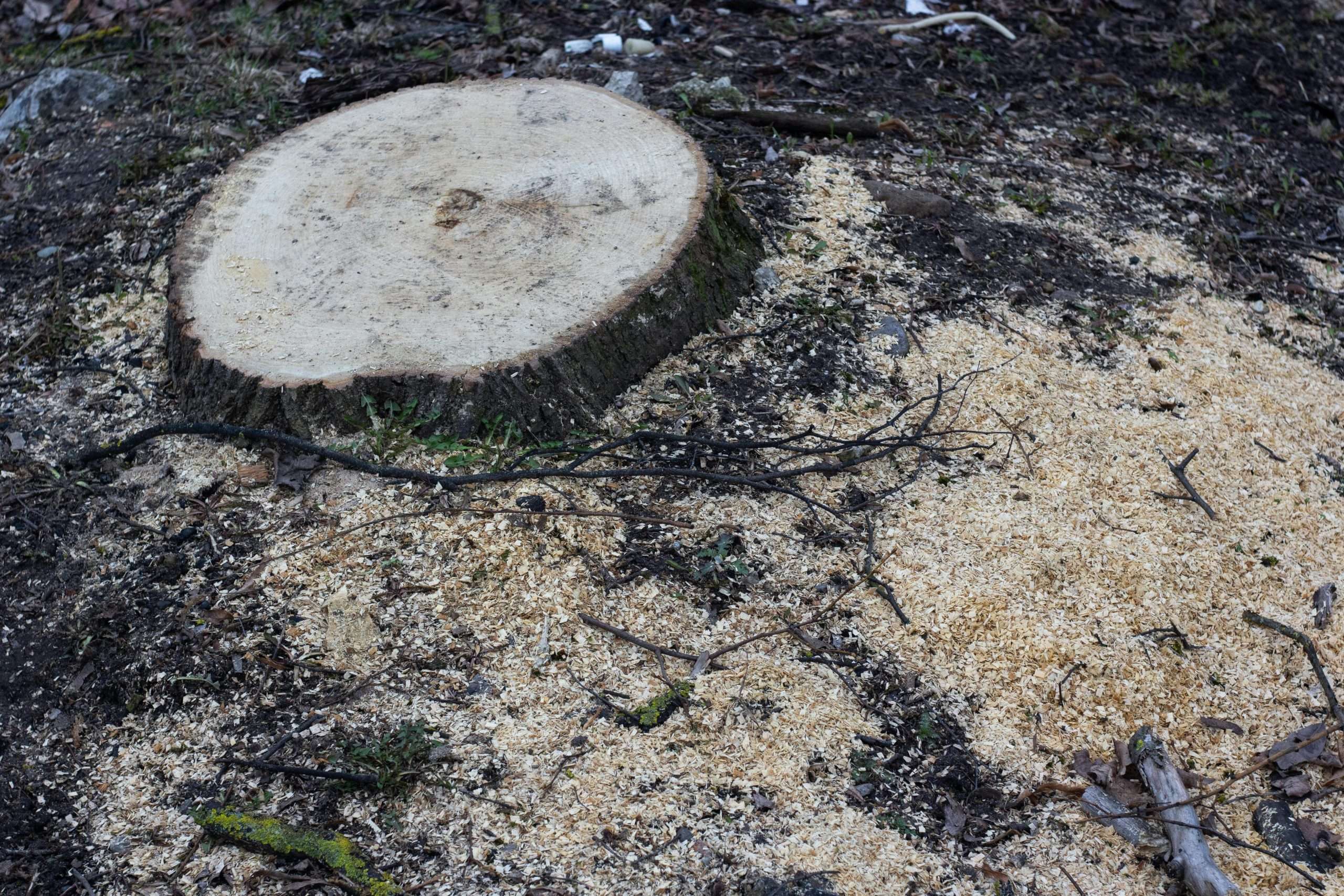 tree-service-stump Tree Service Stump Removal